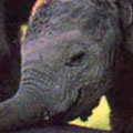 Elephant Trust